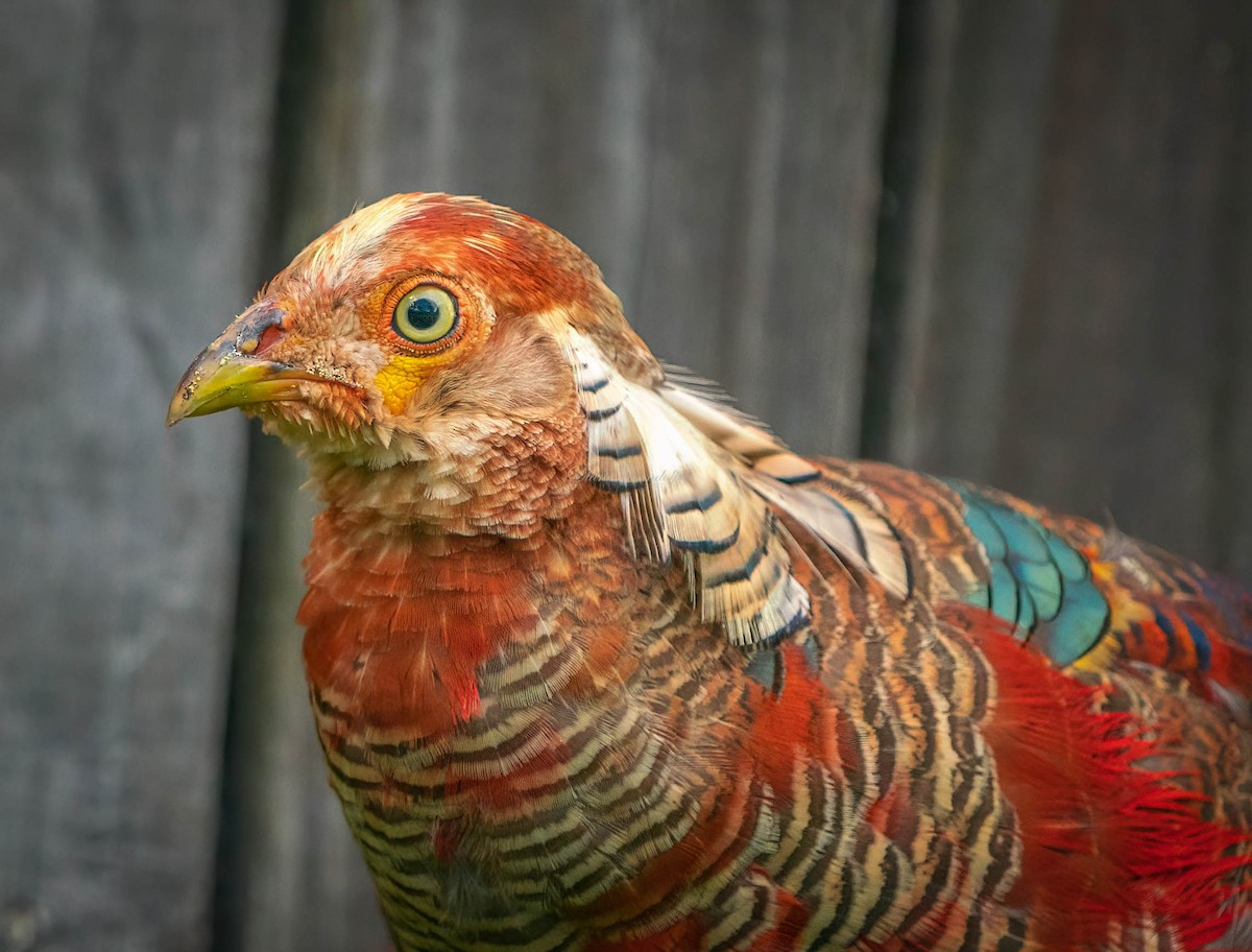 Golden Pheasant - ML460442241