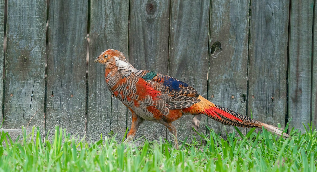 Golden Pheasant - ML460442421