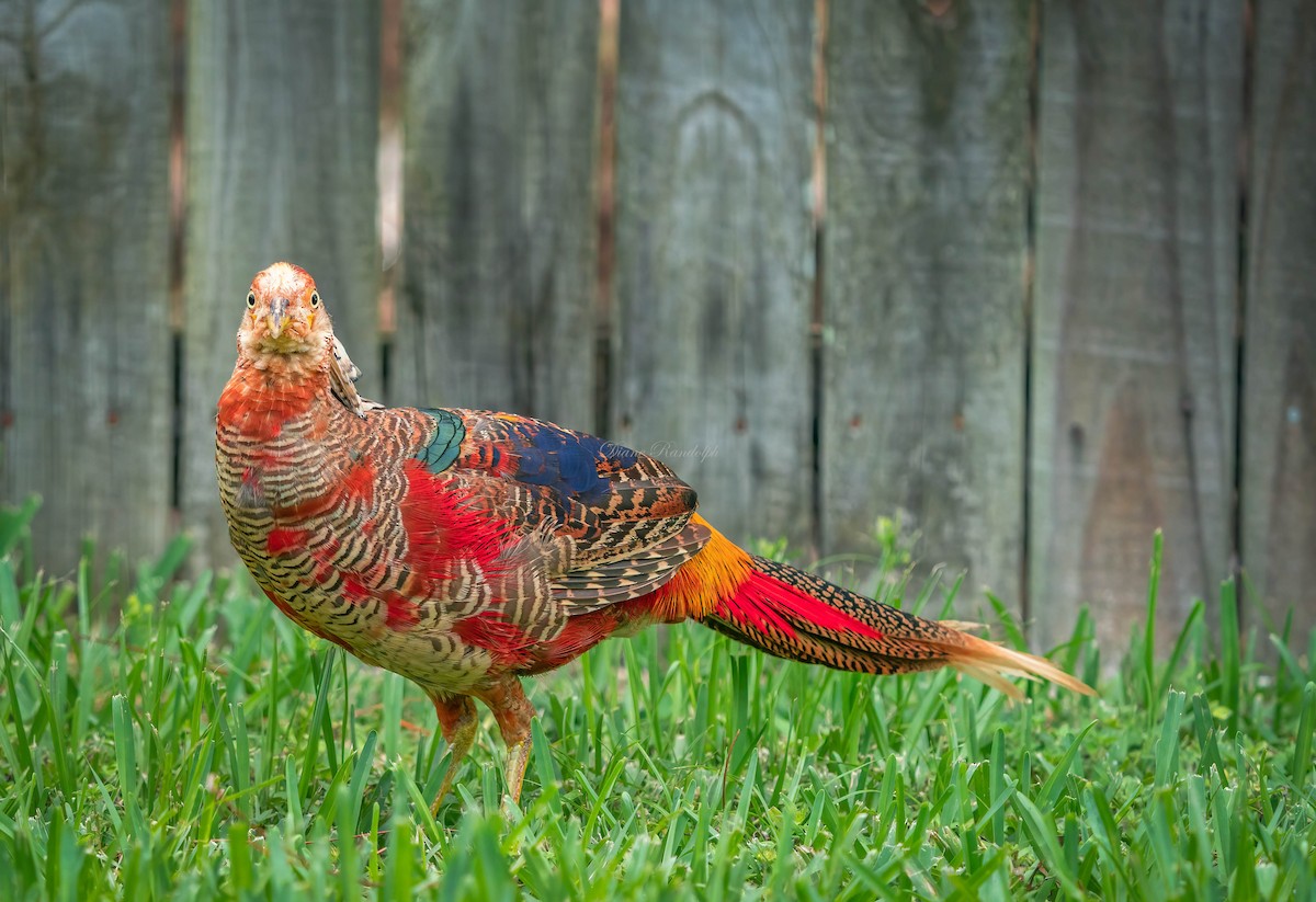 Golden Pheasant - ML460442531