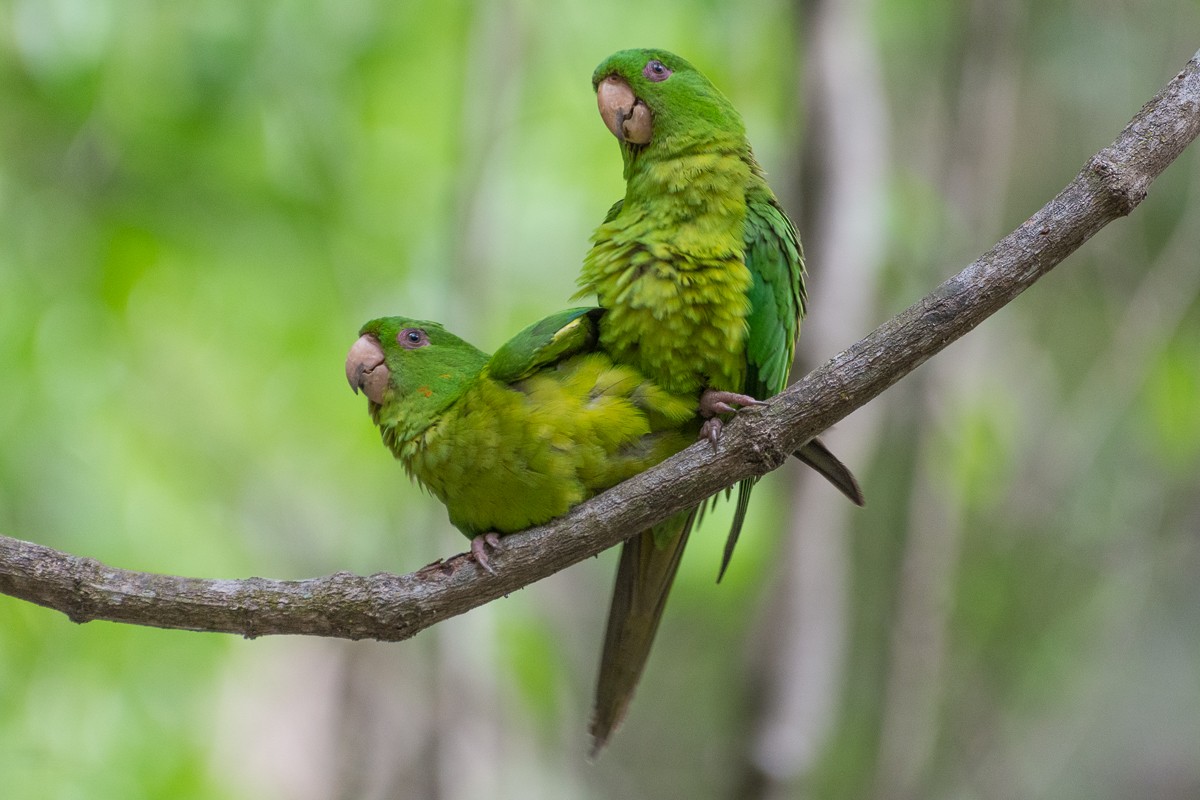 Meksika Yeşil Papağanı - ML460443321