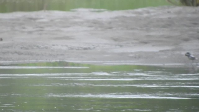 Pied Plover - ML460446181