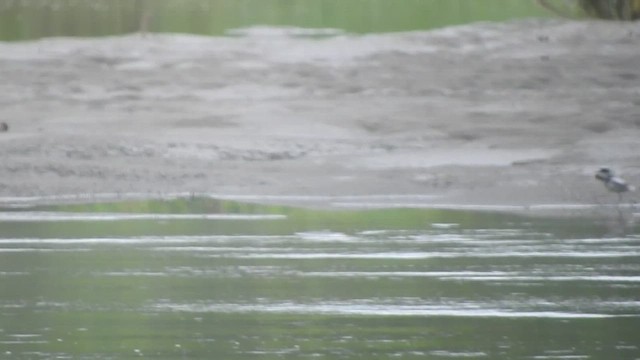 Pied Plover - ML460446181