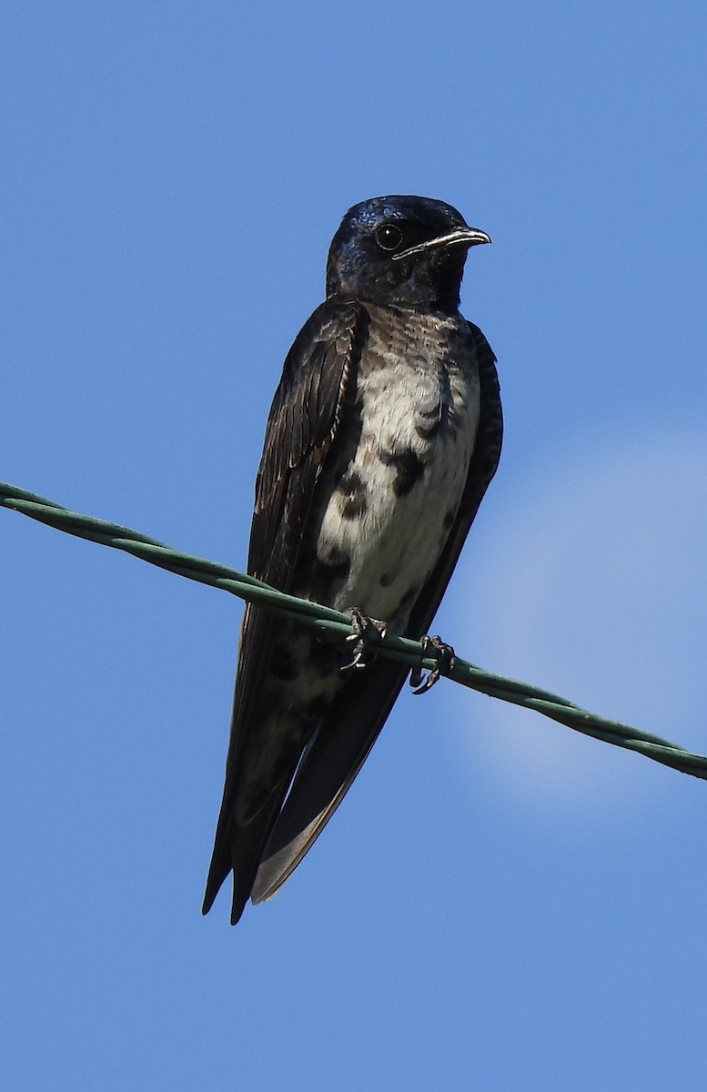 Purple Martin - ML460446281