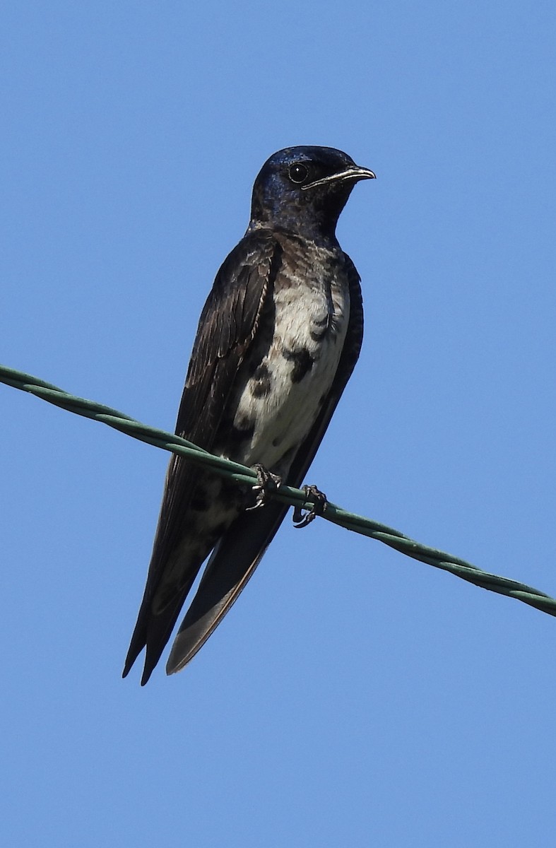 Purple Martin - ML460446301
