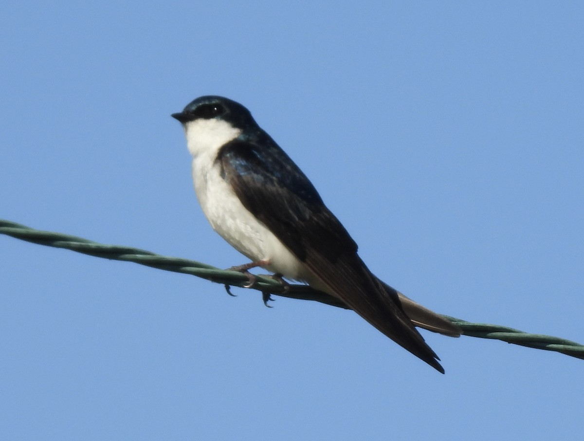 Tree Swallow - ML460446341