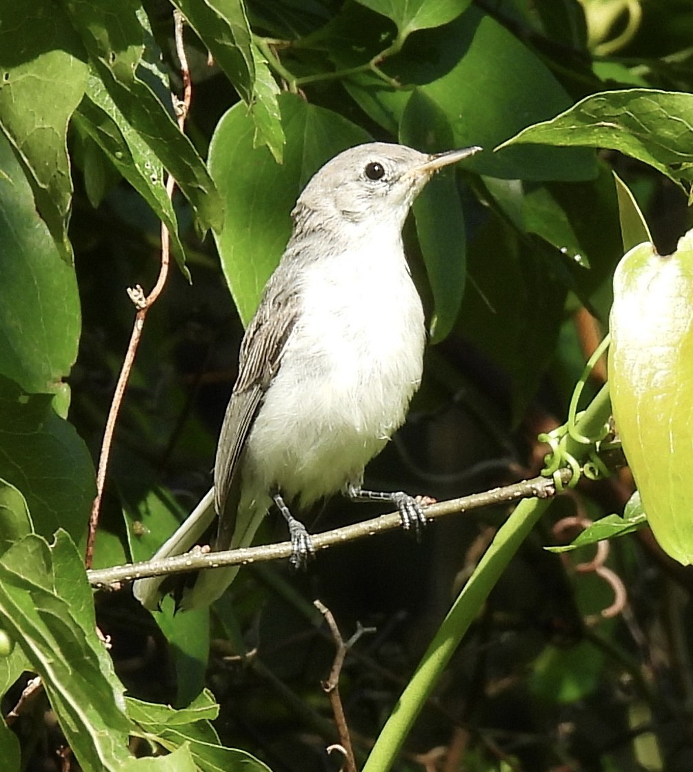 Blue-gray Gnatcatcher - ML460446441