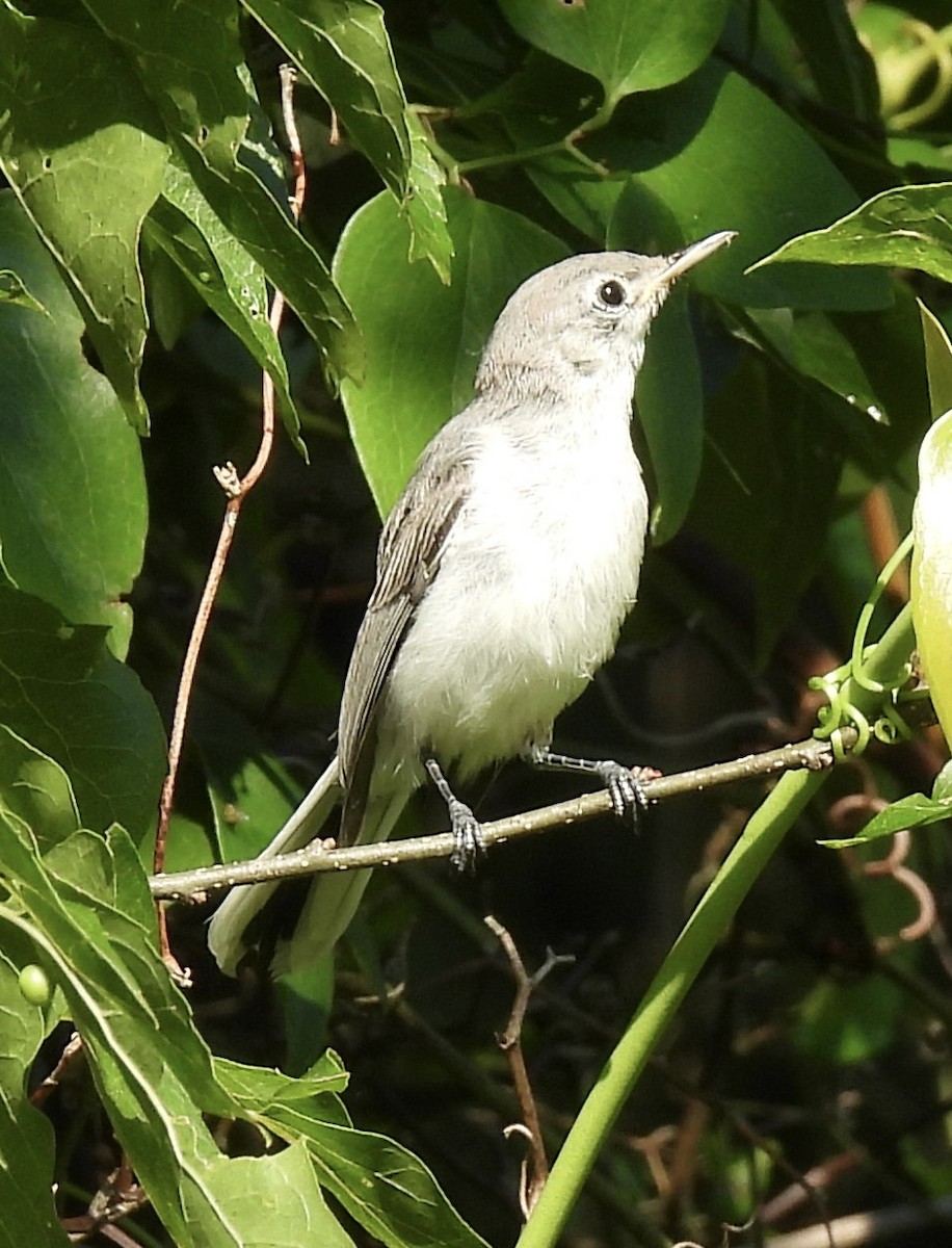 Blue-gray Gnatcatcher - ML460446451