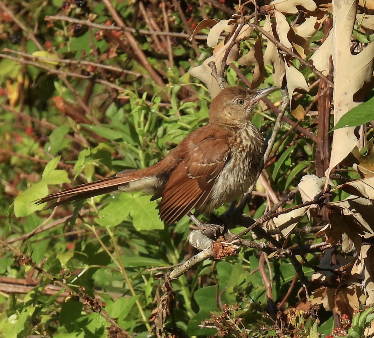 Brown Thrasher - ML460446681