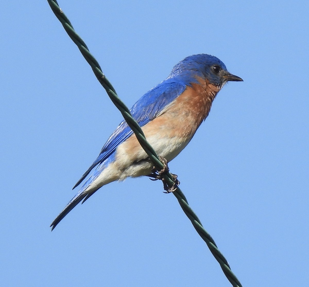 Eastern Bluebird - ML460446721