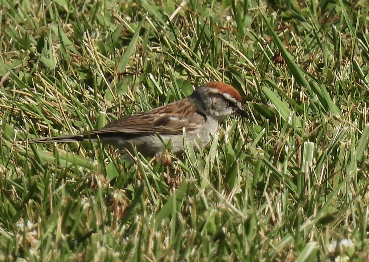 Chipping Sparrow - ML460446791