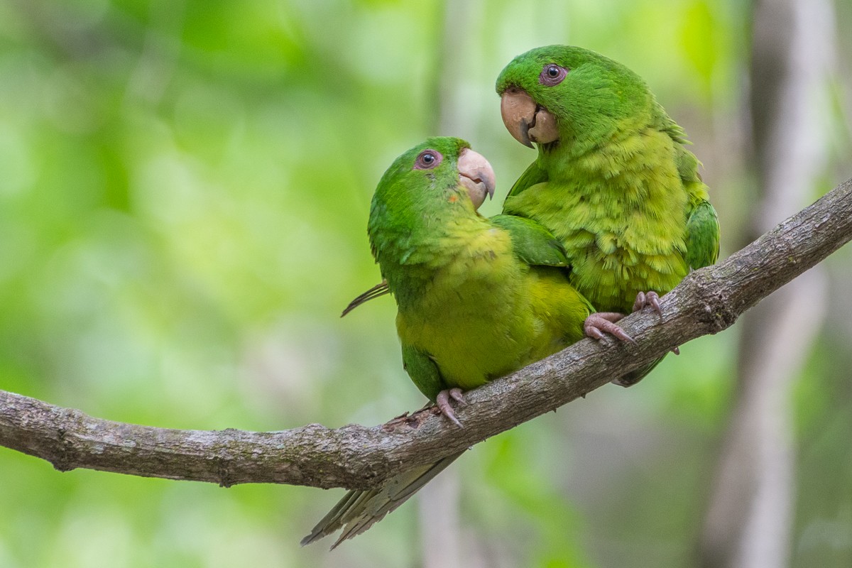 Meksika Yeşil Papağanı - ML460447101