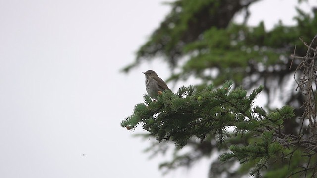 Hermit Thrush - ML460448421