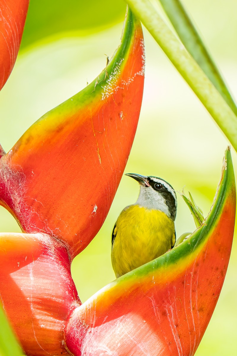 Bananaquit - ML460448501