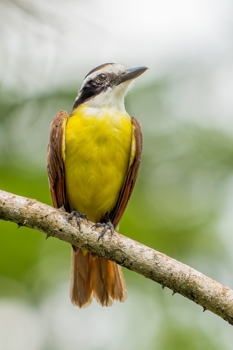 Great Kiskadee - ML460448541