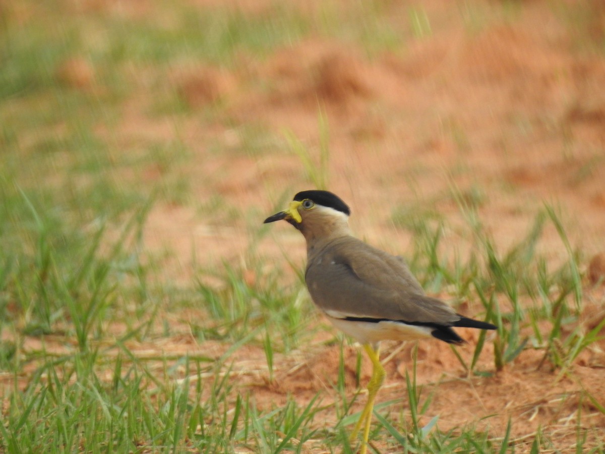 Yellow-wattled Lapwing - ML460450501