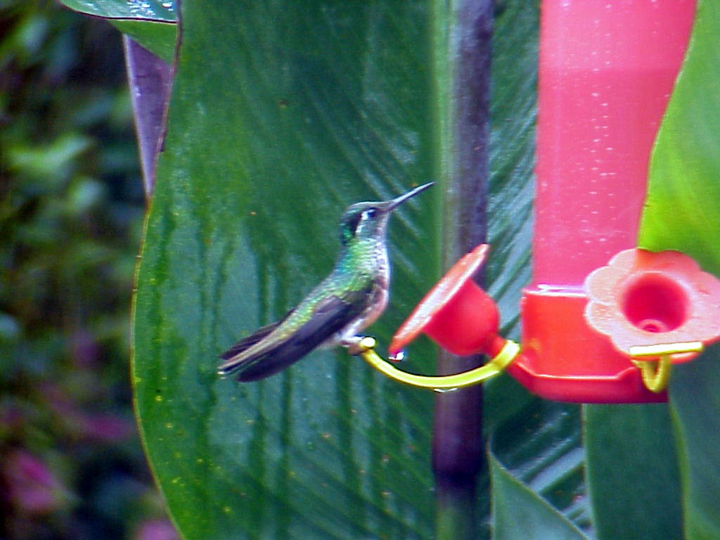 Colibrí Gorjivioleta - ML460450591