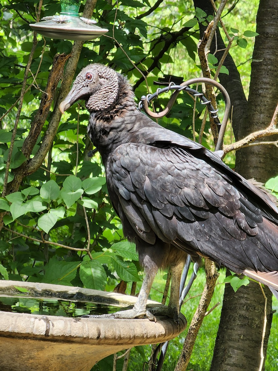 Black Vulture - ML460451451