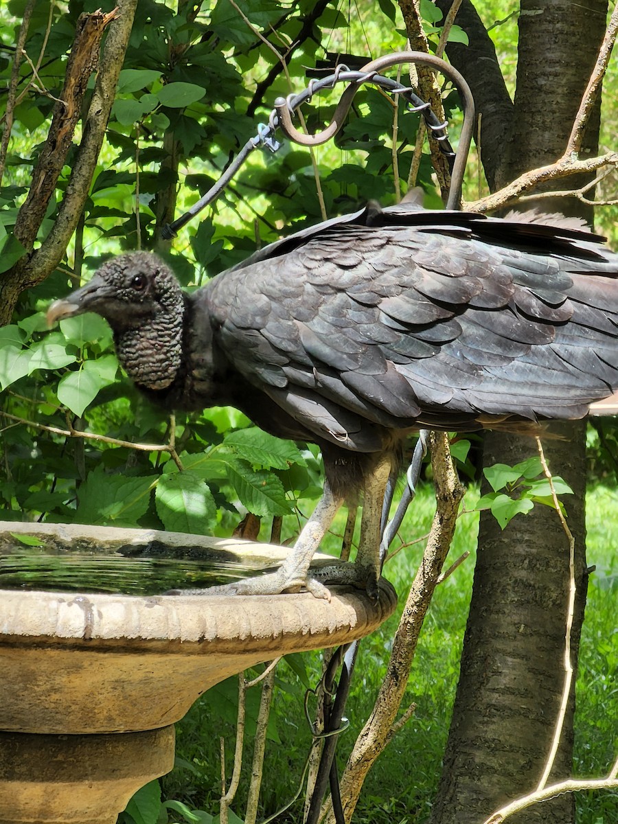 Black Vulture - ML460451521