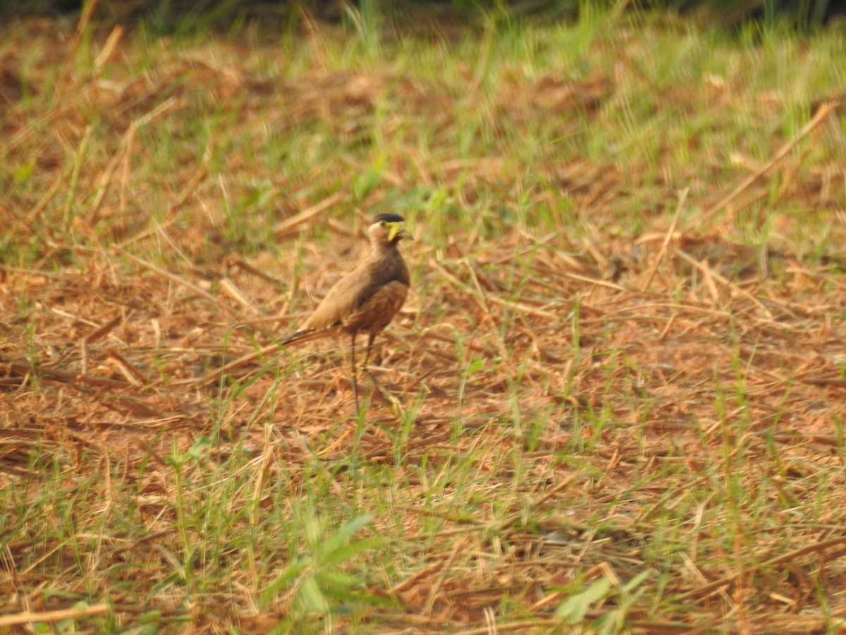 Yellow-wattled Lapwing - ML460451621