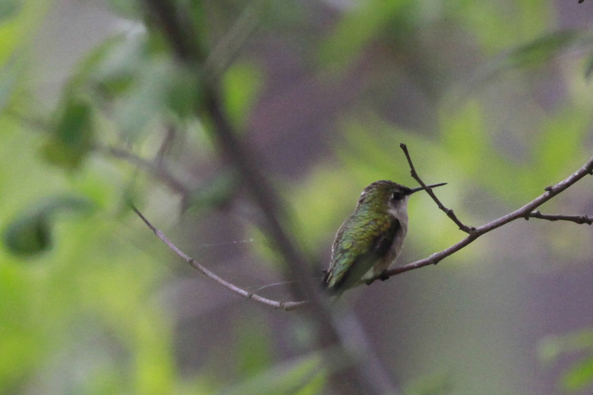 Ruby-throated Hummingbird - ML460452401