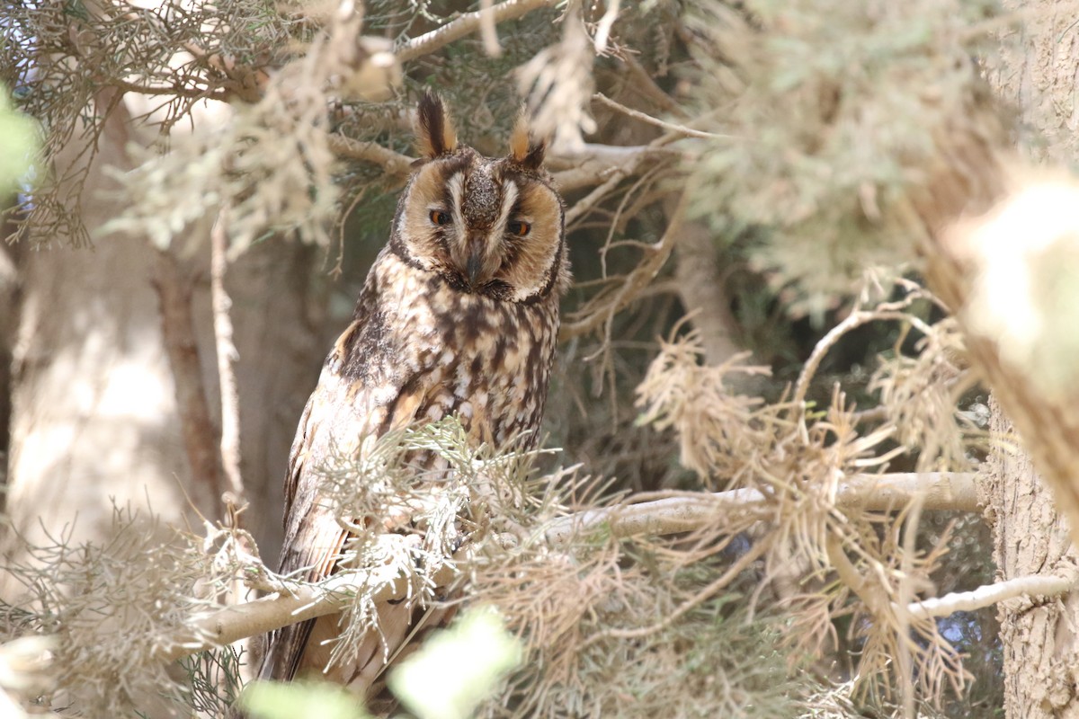 Long-eared Owl - ML460452931