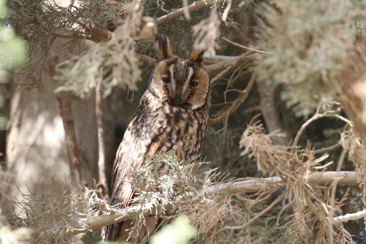Long-eared Owl - ML460452981