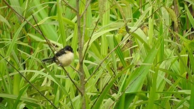 Black-capped Donacobius - ML460455061