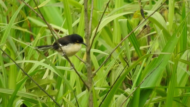 Black-capped Donacobius - ML460455071