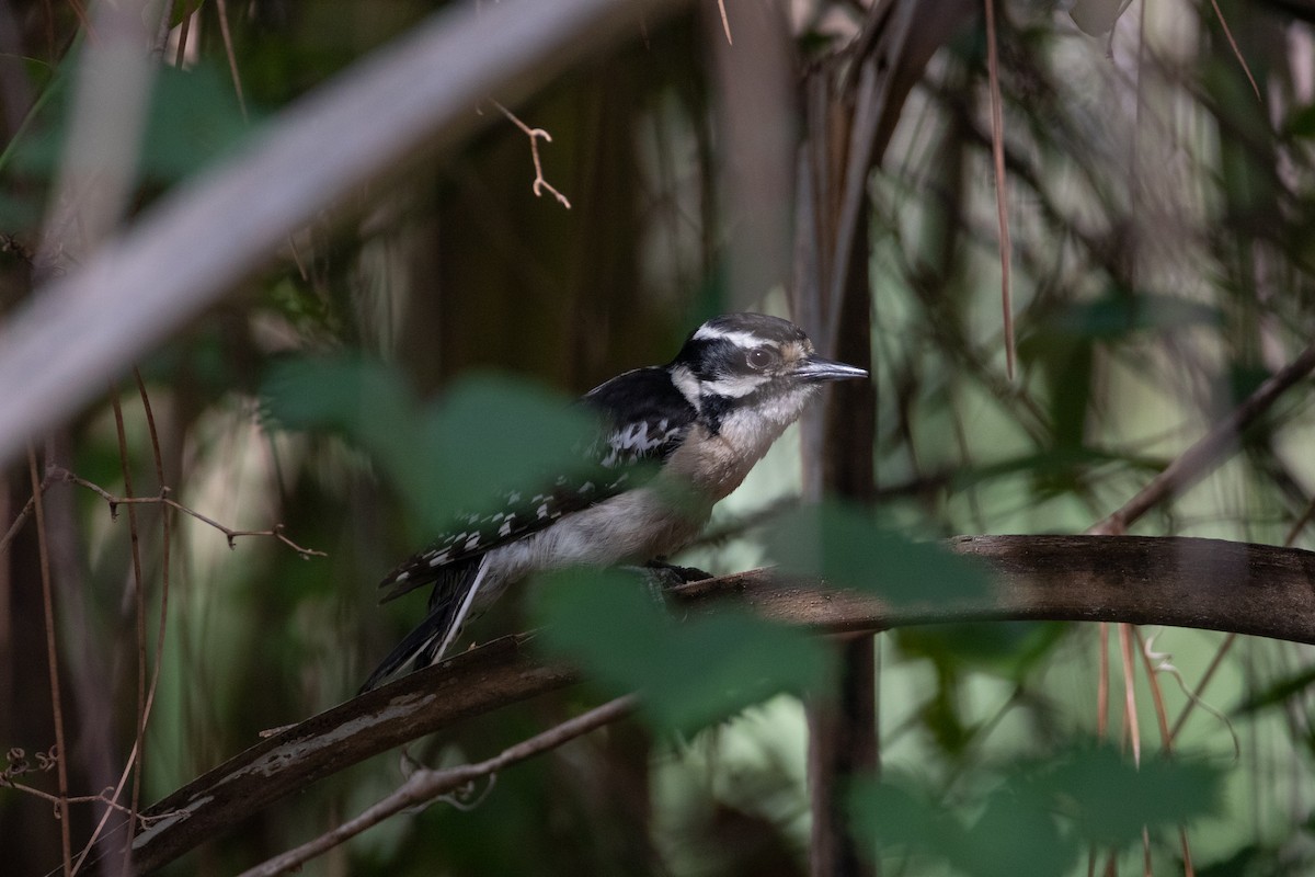 Hairy Woodpecker - ML460455161