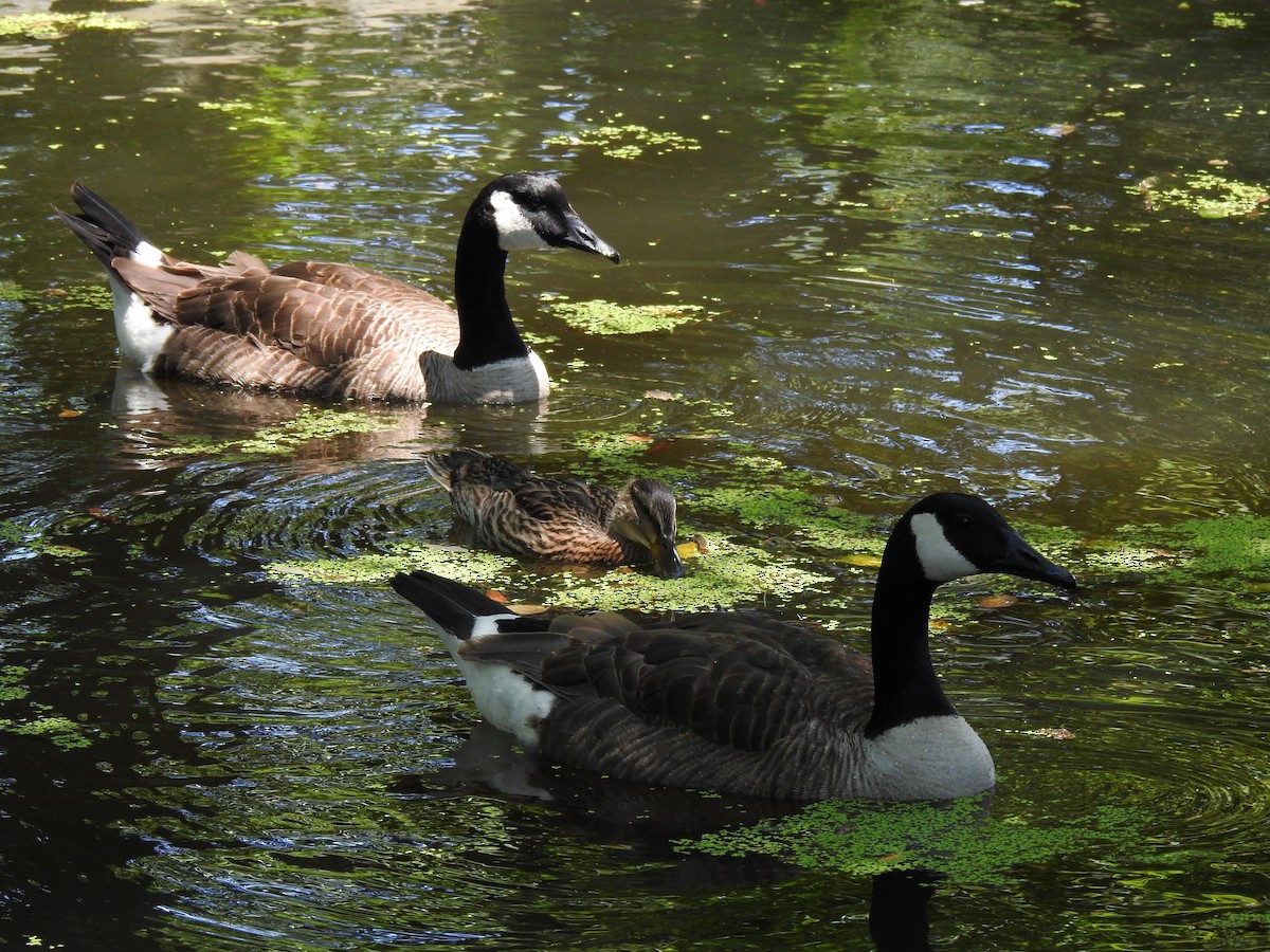 Canada Goose - ML460455551