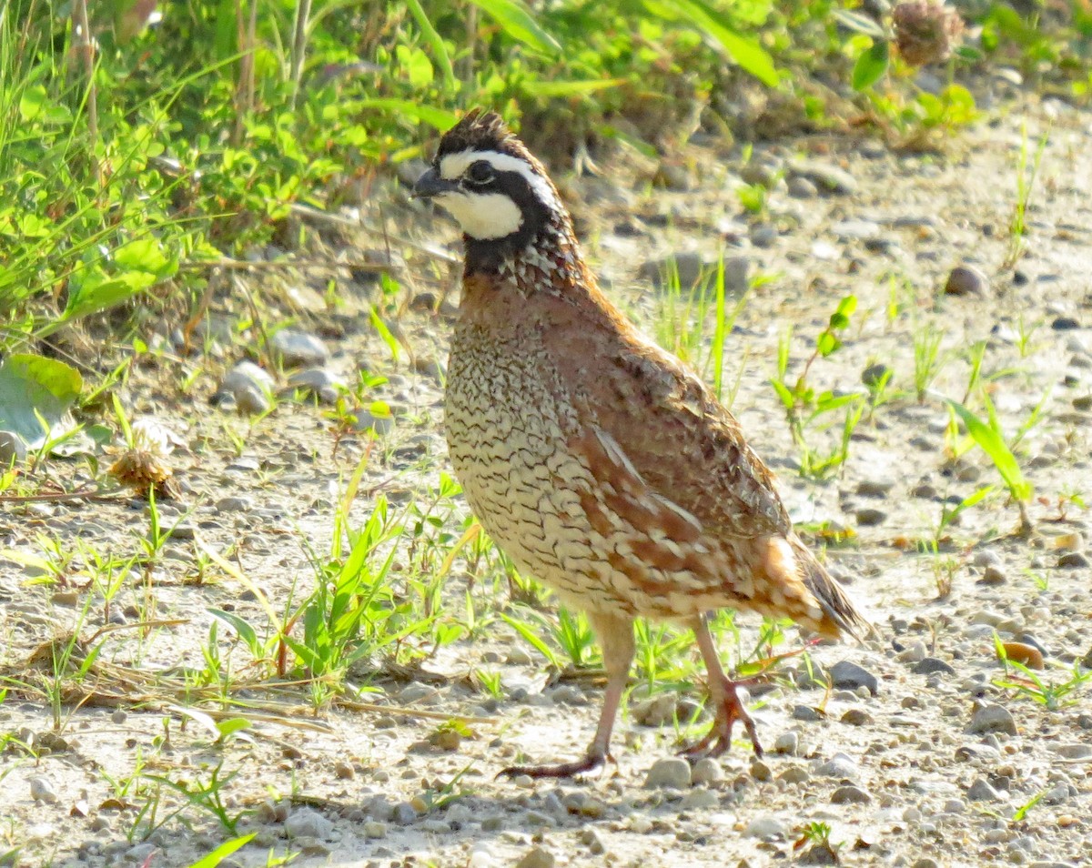 Northern Bobwhite - ML460455611