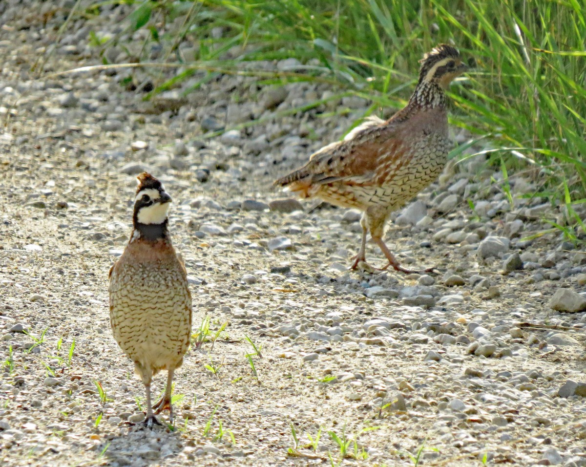 Northern Bobwhite - ML460455621