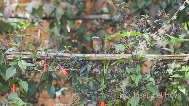 Rufous-breasted Chat-Tyrant - ML460455831