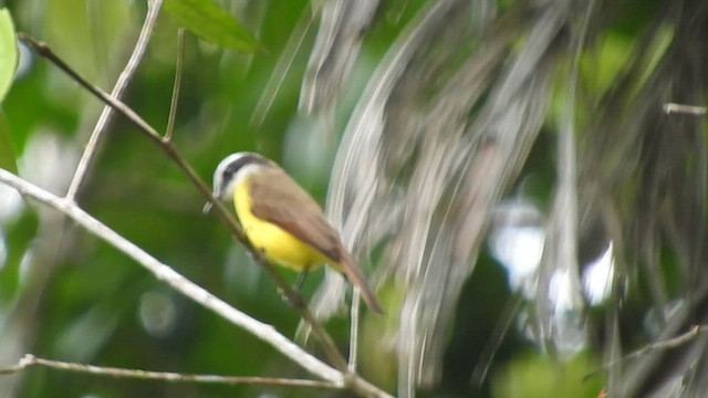 Lesser Kiskadee - ML460456331