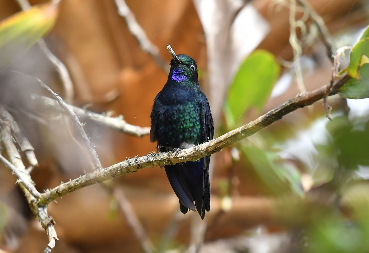 Black-breasted Puffleg - ML460456661