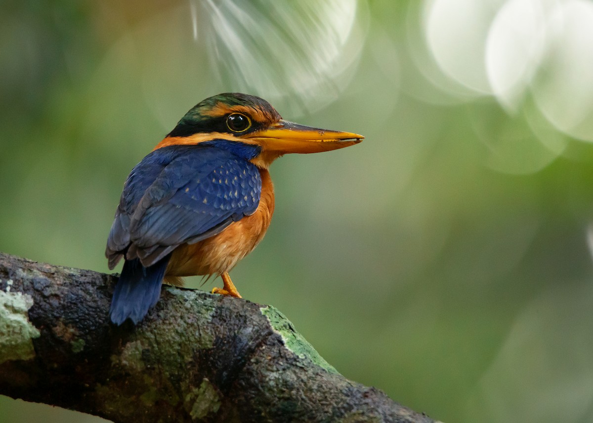 Rufous-collared Kingfisher - Ayuwat Jearwattanakanok