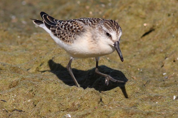 Semipalmated Sandpiper - ML46045681