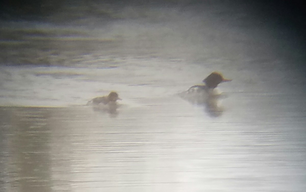 Red-breasted Merganser - ML46045911