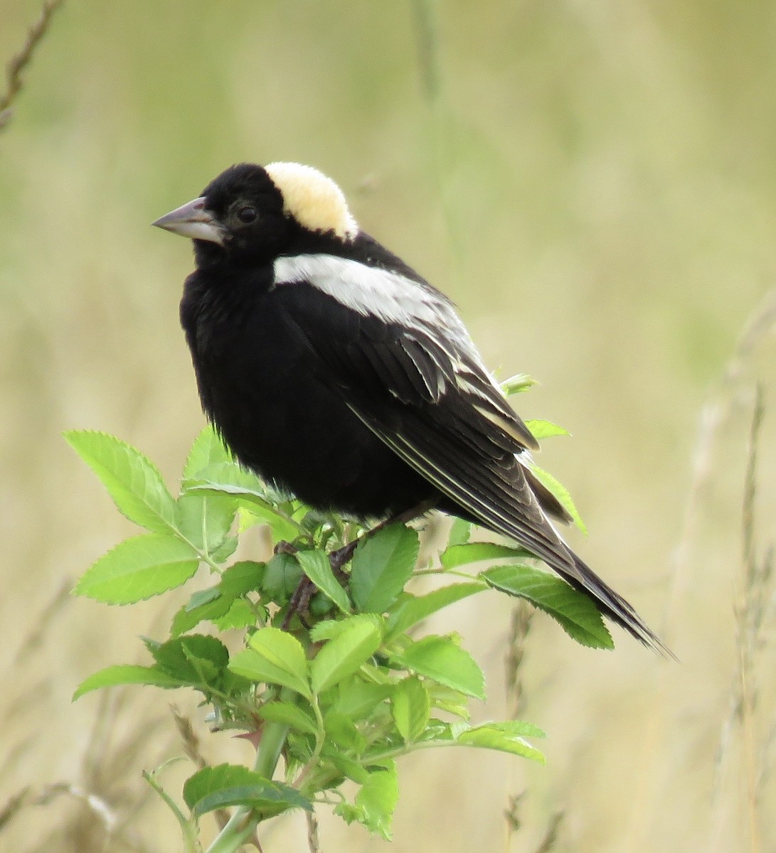 Bobolink - ML460459941