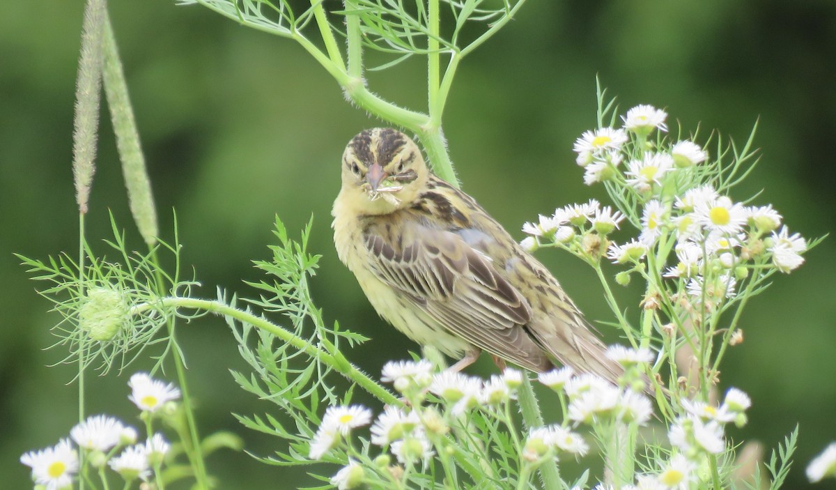 Bobolink - ML460459961