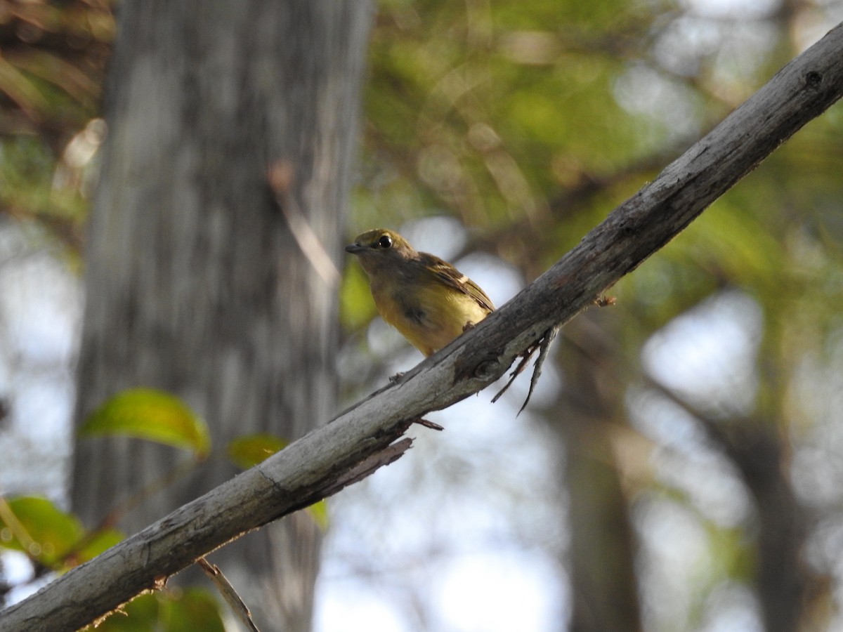 Weißaugenvireo - ML460460351