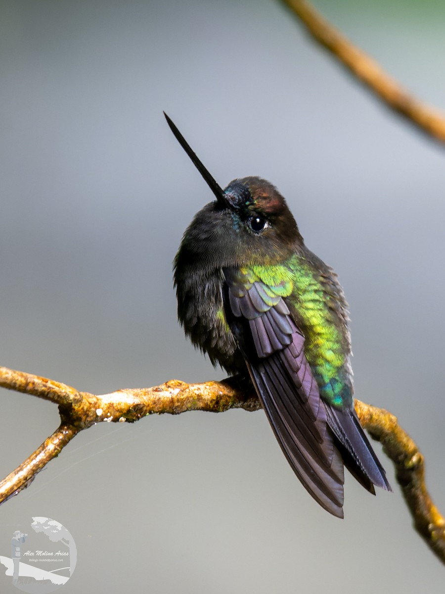 Green-fronted Lancebill - ML460460551