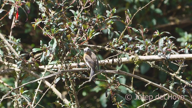 Rufous-breasted Chat-Tyrant - ML460460651