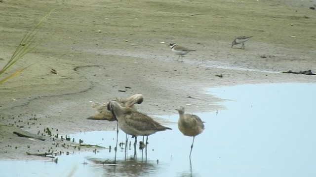 Marbled Godwit - ML460461231