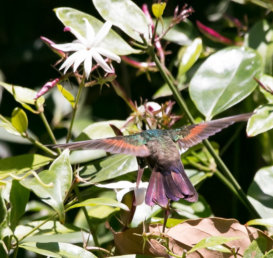 Blue-tailed Hummingbird - ML460461281