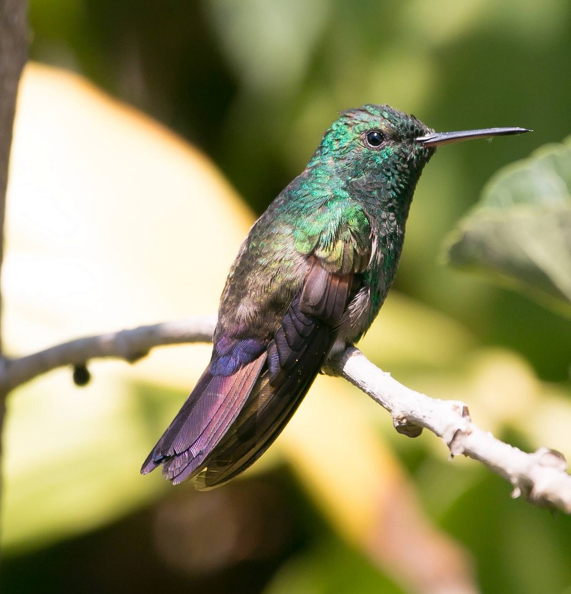 Blue-tailed Hummingbird - ML460461291