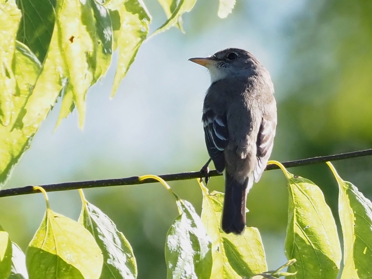 Willow Flycatcher - ML460461431