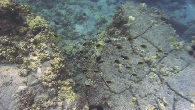 Halfmoon butterflyfish - ML460462