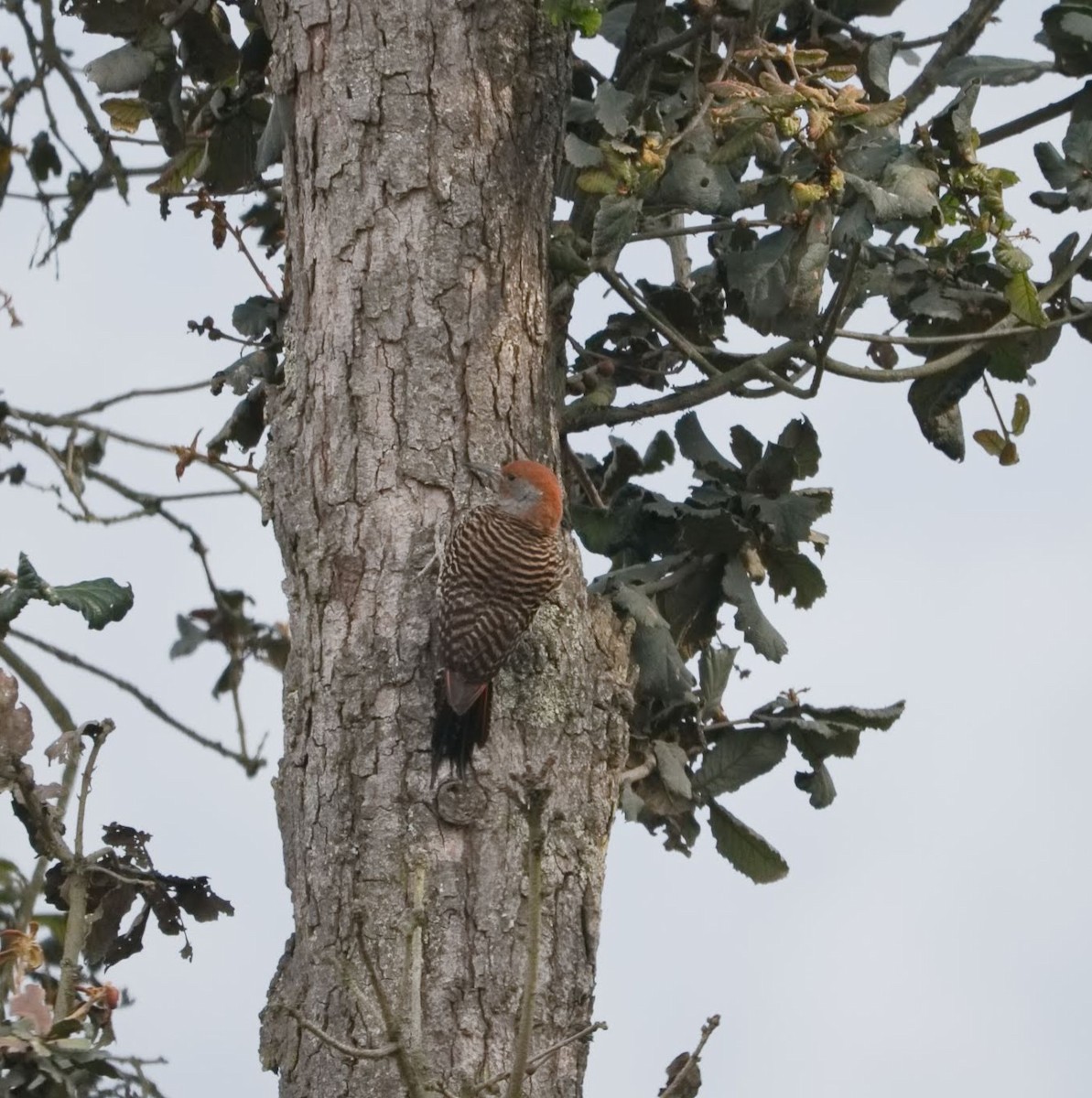 Carpintero Escapulario (mexicanoides) - ML460463101