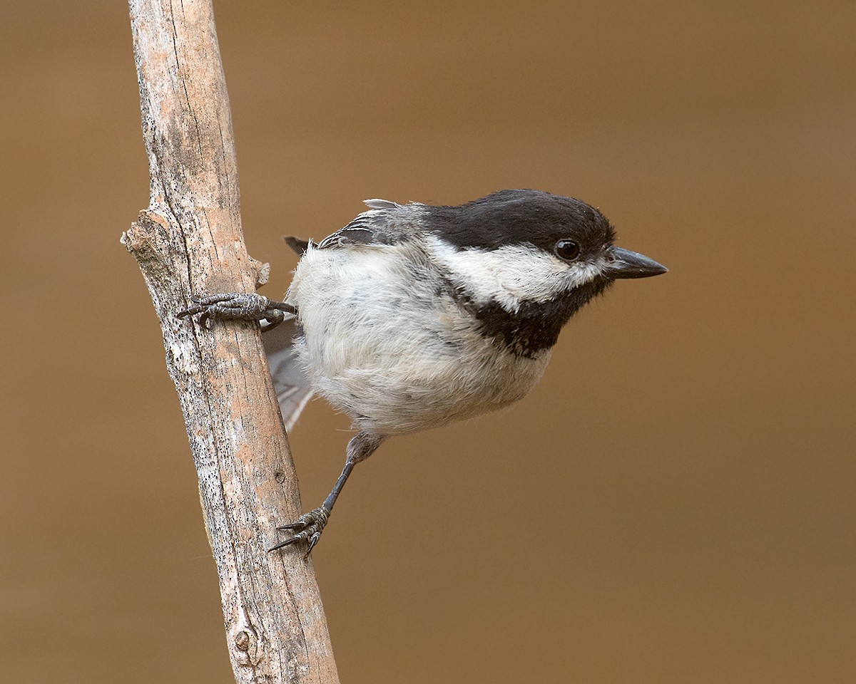 Black-capped Chickadee - ML460463131